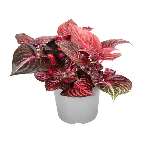Junai.nl Iresine herbstii 'Rich Redstar' | 6 cm pot | 15 cm hoog