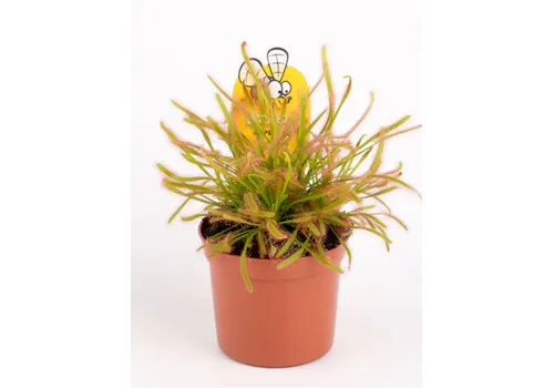 Junai.nl Drosera | zonnedauw | 9 cm pot | ca. 20 cm hoog