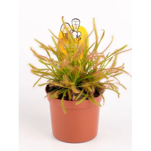 Junai.nl Drosera | zonnedauw | 9 cm pot | ca. 20 cm hoog