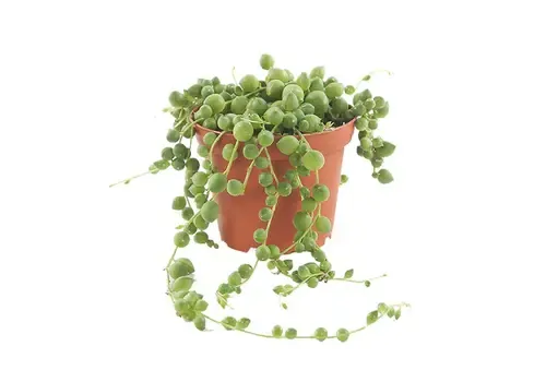 Junavera Senecio rowleyanus | erwtenplant | 10 cm pot