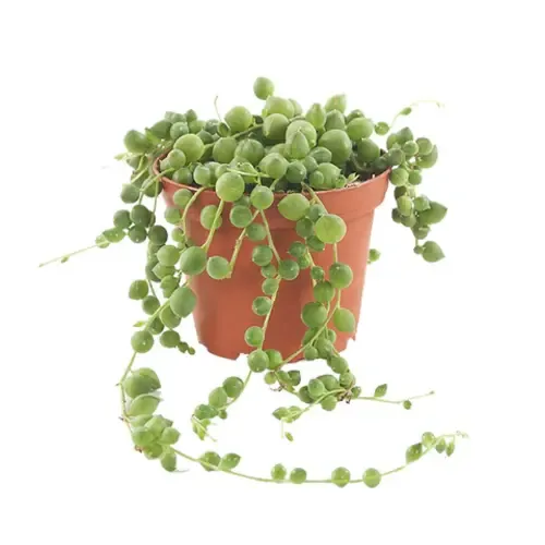 Junavera Senecio rowleyanus | erwtenplant | 10 cm pot