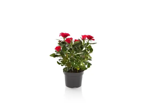 JUNAVERA Rosa Hot Jewel kamerroos | 10 cm pot | 25 cm hoog