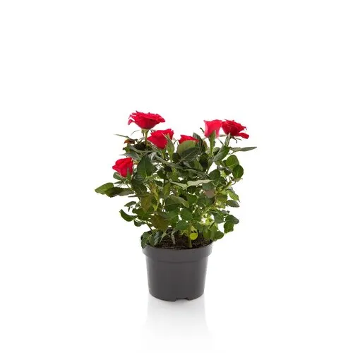 JUNAVERA Rosa Hot Jewel kamerroos | 10 cm pot | 25 cm hoog