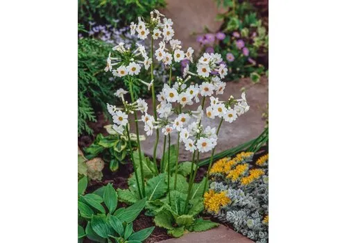 Moerings Primula japonica Alba | Japanse Sleutelbloem |In 9CM pot