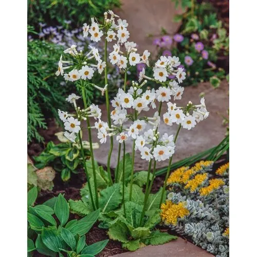 Moerings Primula japonica Alba | Japanse Sleutelbloem |In 9CM pot