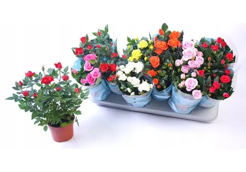 Junai.nl Rosa Beau Monde gemengde kleuren | 10,5 cm pot | ca. 25 cm hoog | per stuk