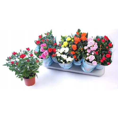 Junai.nl Rosa Beau Monde gemengde kleuren | 10,5 cm pot | ca. 25 cm hoog | per stuk