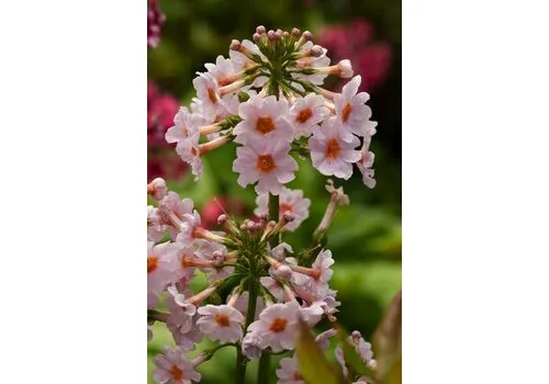 Moerings Primula japonica Appleblossom | Japanse sleutelbloem AppleBlossom | In 9CM pot