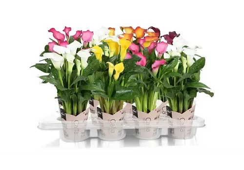 Junavera Zantedeschia | 13 cm pot | 50 cm hoog