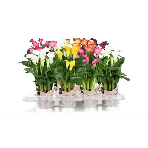 Junai.nl Zantedeschia | 13 cm pot | 50 cm hoog
