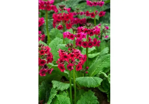 Moerings Primula japonica Millers Crimson | Sleutelbloem 'Miller’s Crimson' | In 9CM pot