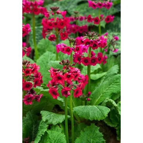 Moerings Primula japonica Millers Crimson | Sleutelbloem 'Miller’s Crimson' | In 9CM pot