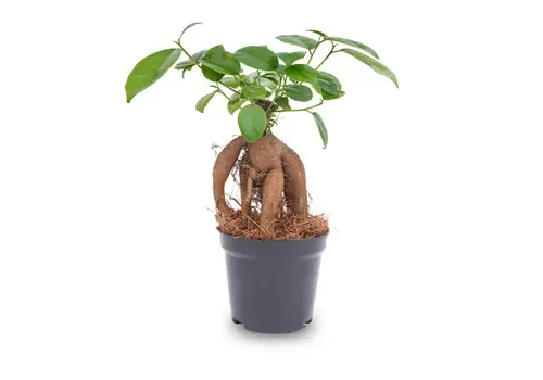 Junai.nl Ficus microcarpa 'Ginseng' | 9 cm pot | 20 cm hoog