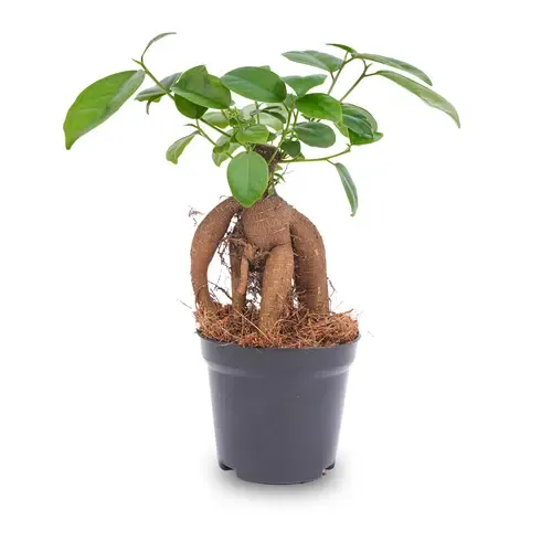 JUNAVERA Ficus microcarpa 'Ginseng' | 9 cm pot | 20 cm hoog