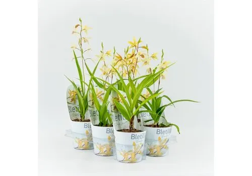 Moerings Bletilla geel |12 cm pot |± 20 cm hoog