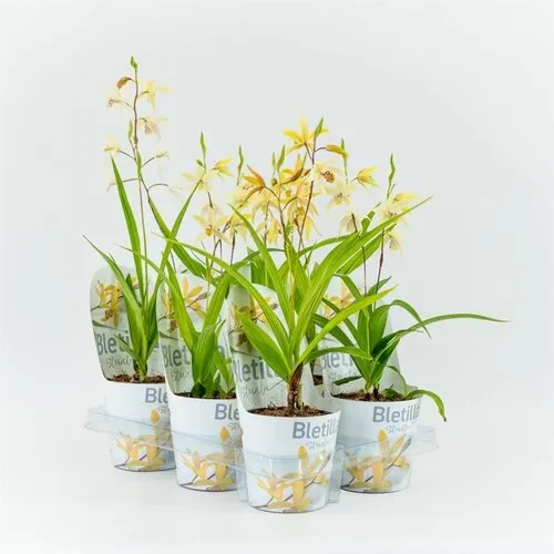 Moerings Bletilla geel | 20 cm hoog | 12 cm pot