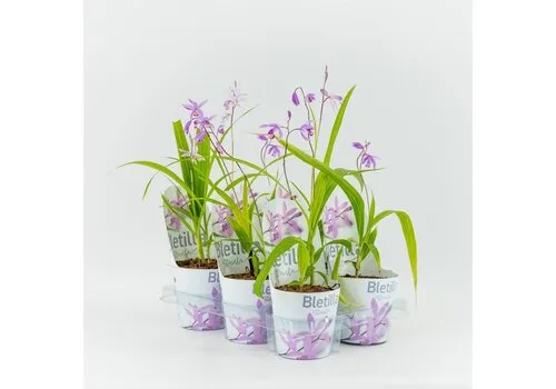 Moerings Bletilla roze | 12 cm pot | ± 20 cm hoog