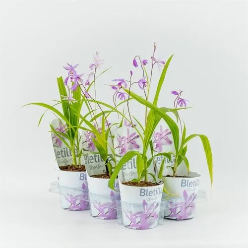Moerings Bletilla roze | 12 cm pot | ± 20 cm hoog