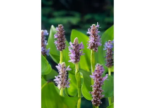 Moerings Pontederia Cordata Pink Pons | Snoekkruid Rose | In 18CM Mand Kant en Klaar