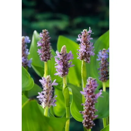 Moerings Pontederia Cordata Pink Pons | Snoekkruid Rose | In 18CM Mand Kant en Klaar