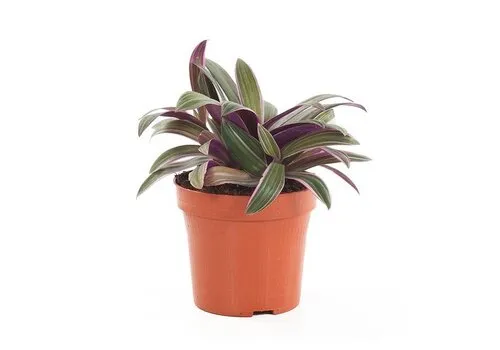 Junai.nl Tradescantia spathacea 'Sitara' | 9 cm pot | 26 cm hoog