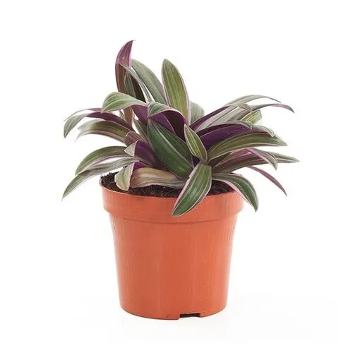 Junai.nl Tradescantia spathacea 'Sitara' | 9 cm pot | 26 cm hoog