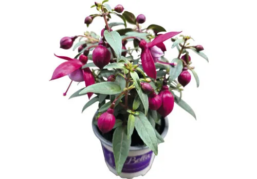 Junavera Fuchsia | 10 cm pot | 25 cm hoog | kleurmix | per stuk