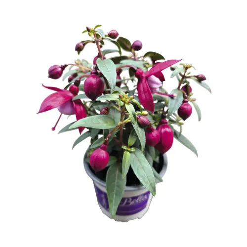 Junavera Fuchsia | 10 cm pot | 25 cm hoog | kleurmix | per stuk