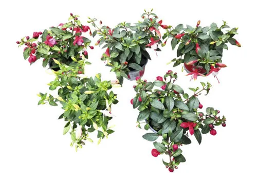 Junai.nl Fuchsia | 10 cm pot | 25 cm hoog | kleurmix | per stuk