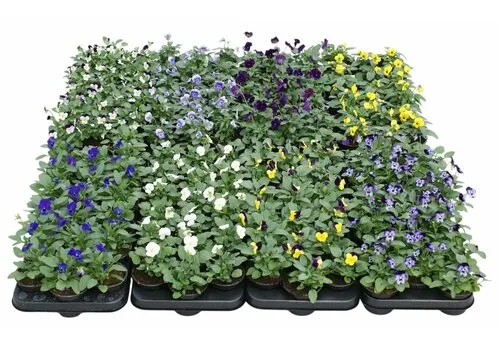 JUNAVERA Viola cornuta mix | 9 cm pot | 12 cm hoog | verkoop per stuk