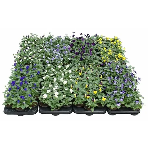 JUNAVERA Viola cornuta mix | 9 cm pot | 12 cm hoog | verkoop per stuk