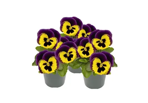 Junai.nl Viola (Cornuta) Twix F1 Yellow Purple Wing | 9 cm pot | 12 cm hoog