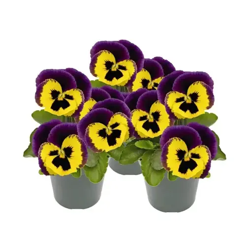 Junai.nl Viola (Cornuta) Twix F1 Yellow Purple Wing | 9 cm pot | 12 cm hoog
