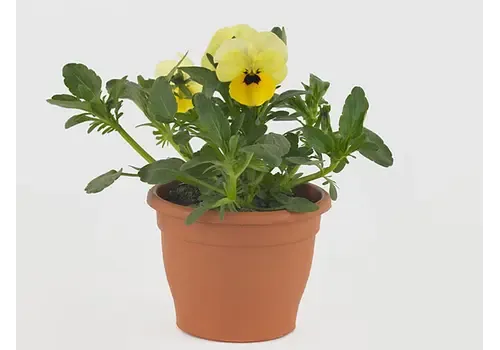 Junai.nl Viola (Cornuta) Twix F1 Yellow with Eye | 9cm pot | 12 cm