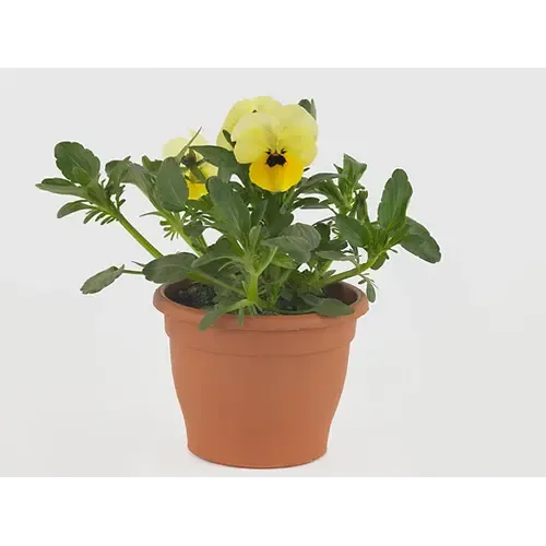 Junavera Viola (Cornuta) Twix F1 Yellow with Eye | 9cm pot | 12 cm