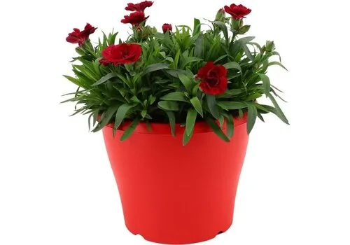 Junai.nl Dianthus Oscar Red Star | 9 cm pot | 16 cm hoog