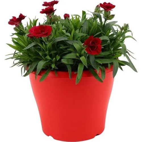 Junai.nl Dianthus Oscar Red Star | 9 cm pot | 16 cm hoog