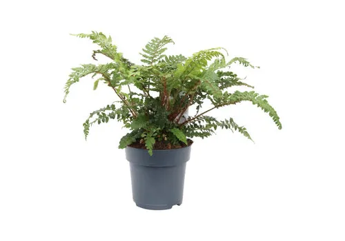 Junai.nl Glansschildvaren (Polystichum polyblepharum) | 10 cm pot | 20 cm hoog