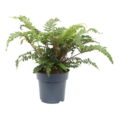 Junai.nl Glansschildvaren (Polystichum polyblepharum) | 10 cm pot | 20 cm hoog