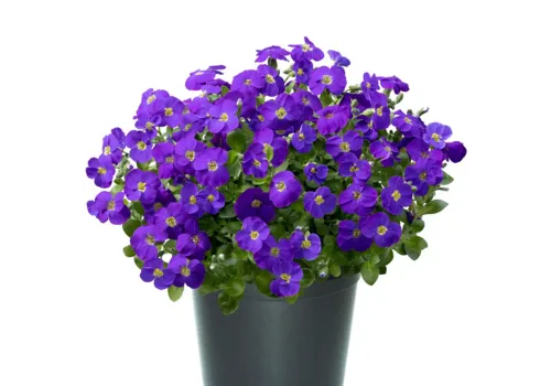 Junai.nl Aubrieta gracilis 'Kitte' | 13 cm pot | 15 cm hoog