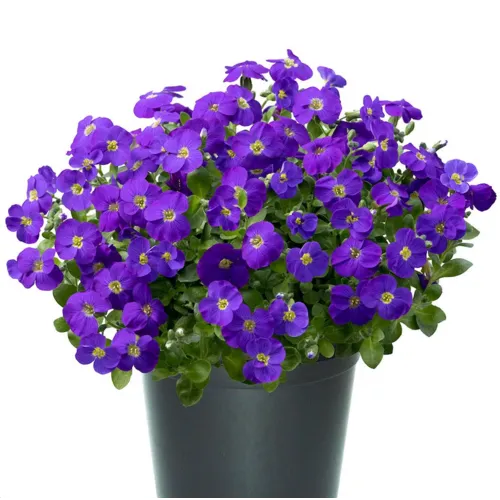Junai.nl Aubrieta gracilis 'Kitte' | 13 cm pot | 15 cm hoog