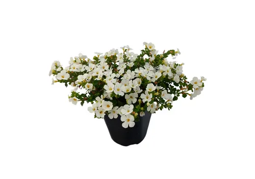 Junai.nl Bacopa Sutera 'White Showers' | 10 cm pot | 15 cm hoog