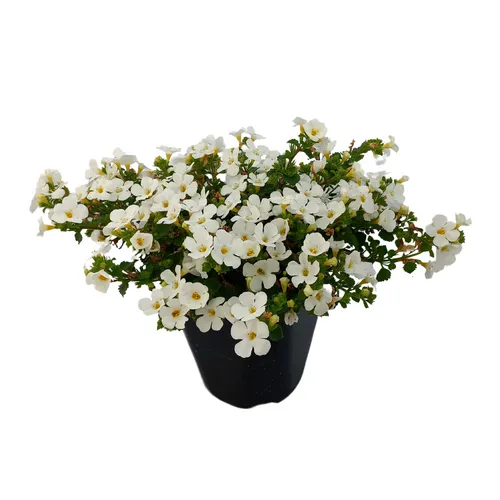 Junai.nl Bacopa Sutera 'White Showers' | 10 cm pot | 15 cm hoog