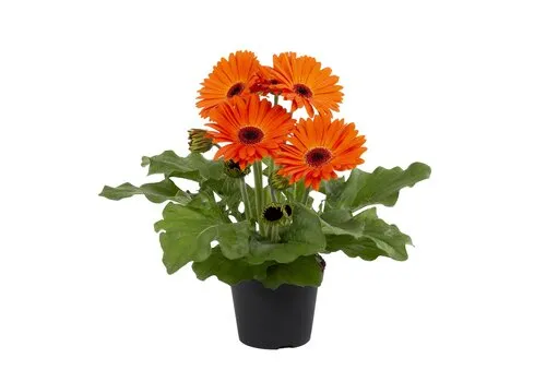 Junai.nl Gerbera crocea ORANJE | 9 cm pot | 25 cm hoog