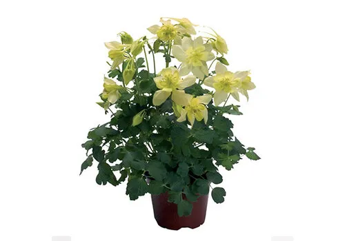 JUNAVERA Aquilegia caerulea | 17 cm pot | 35 cm hoog