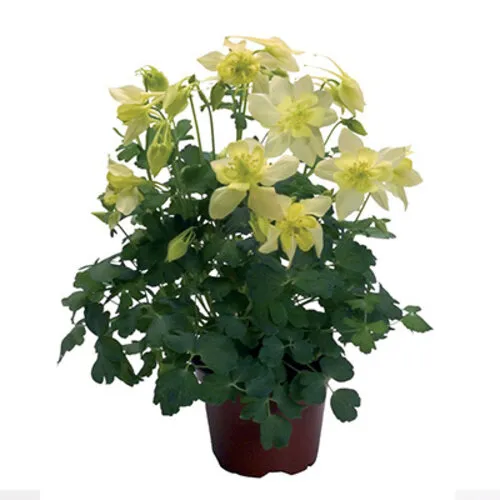 JUNAVERA Aquilegia caerulea | 17 cm pot | 35 cm hoog