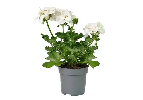 Junai.nl Pelargonium zonale 'White' | 10 cm pot | 25 cm hoog
