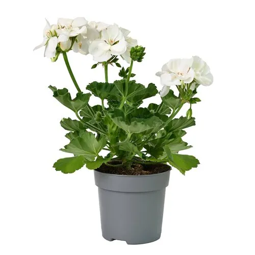 JUNAVERA Pelargonium zonale 'White' | 10 cm pot | 25 cm hoog