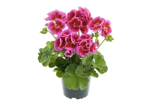Junai.nl Geranium 'Calliope Large Lavender Splash' | 10 cm pot | ca. 25 cm hoog