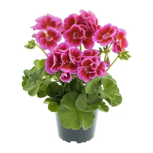 Junavera Geranium 'Calliope Large Lavender Splash' | 10 cm pot | ca. 25 cm hoog
